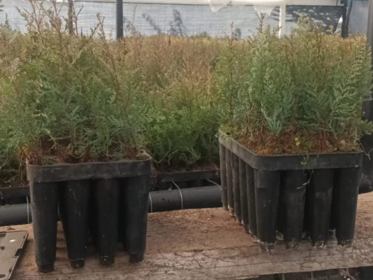 Plantin nativo